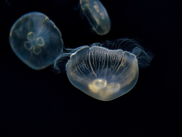 신경안정제